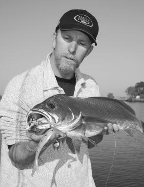 Warm water tends to bring some solid snapper close to shore. The 6.8 kilo fish was taken on a soft plastic in barely 5 meters of water.